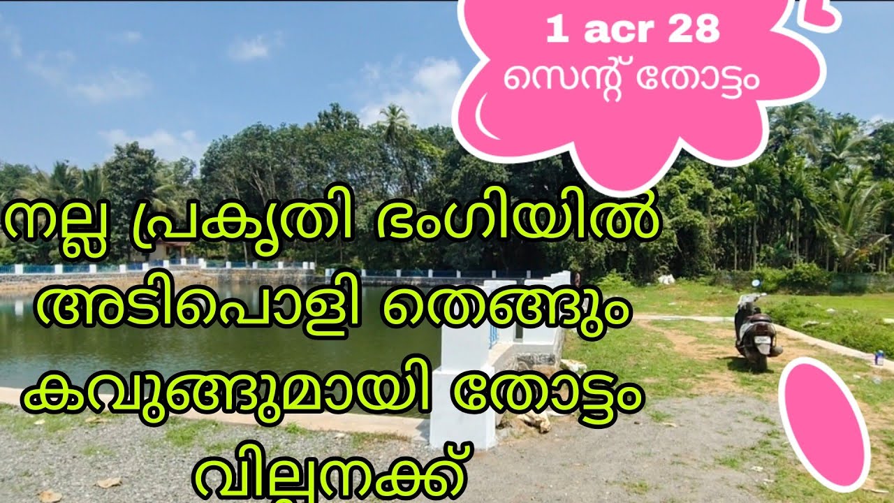 പ്രകൃതി രാമണീയ മായ പാടങ്ങളുടെ സൈഡിൽ തെങ്ങും കവുങ്ങുമായി 1 acr 28 സെന്റ് തോട്ടം വില്പനക്ക്‌