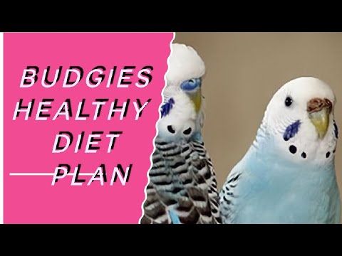 Curated visual reference: Picture Idea: Budgies Healty Diet Plan Budgiesinformation Budgiesfeeding