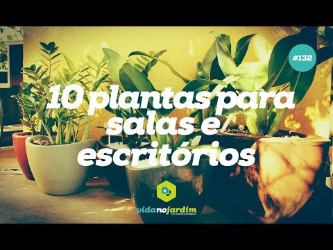 10 plantas para salas e escritórios