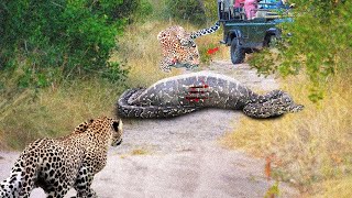 Leopards Recklessly Use Sharp Claws To Peck Giant Python Bellies To Snatch Prey &amp; What Happens Next?
