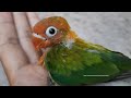 Lovebird Chick - Euwing Green