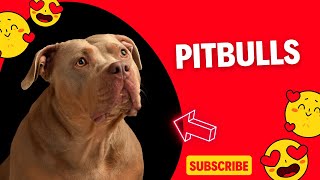 The Funniest Pitbulls In The World