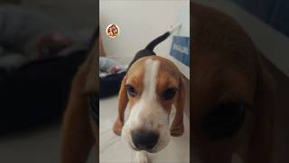 Curious Lily 😂 🐶#shorts #funny #beagle #pets #dog #puppy