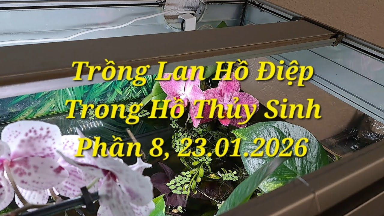 Trồng Lan Hồ Điệp Trong Hồ Thủy Sinh Phần 8, 23.01.2026