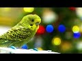 Buy a Budgie for Christmas?