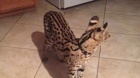 Video 1034701: domesticated serval, serval jump
