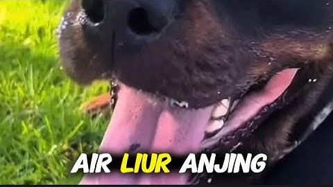 AIR LIUR ANJING TERMASUK KATAGORI NAJIS MUGHALLADHAH