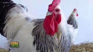 TIERRA FÉRTIL TV-GALLINAS DE ORNATO (20.01.18)