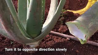 ALOE VERA - THE EASIEST WAY! How to Harvest an Aloe Vera Leaf from Plant (Aloe Vera Cut ASMR)