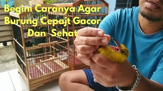 KASIH MINYAK IKAN AGAR BURUNG NAFSU MAKAN, SEHAT DAN CEPAT GACOR