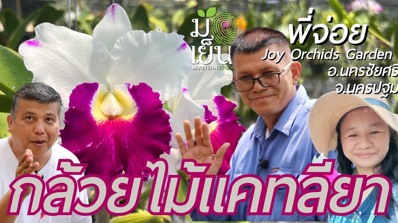 กล้วยไม้สกุลแคทลียา จากพี่จ่อย Joy Orchids Garden สวนกล้วยไม้ อ.นครชัยศรี จ.นครปฐม