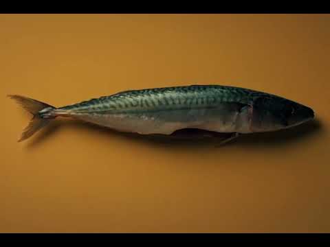 Tacite: een nieuwe fine dining hotpot in Oud-Zuid