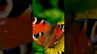 Was Lockt Schmetterlinge An?  #Garten #Gartentipps #Gartenarbeit #Gemüsegarten #Springonshorts
