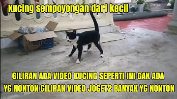 ASTAGHFIRULLAH!! KASIHAN SEKALI KUCING INI DARI LAHIR JALANNYA SEMPOYONGAN #cat#catlover