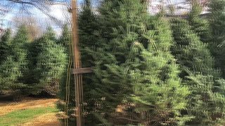 West Elmira Fire Department begins annual Christmas tree sale with limited supplies