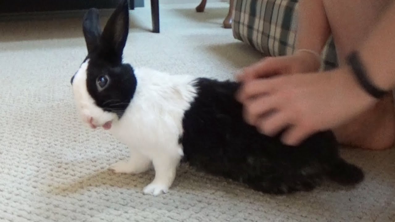 Bad rabbit being tickled then splooting! YouTube