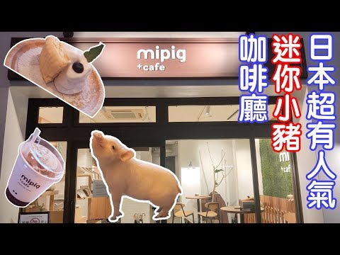 日本美食-迷你豬咖啡廳日本超有人氣|マイクロブタカフェ|mipig cafe