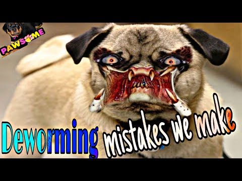 वीडियो: अपने कुत्ते को कृमिनाशक कैसे दें?