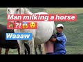 😱 A man milking a horse 🐎😱😱😱Kyrgyzstan.#kyrgyzstan #horses #milking #natureza #healthy #funny