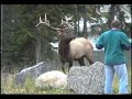 Elk Attack - Chases Man Taking Photo - runs for his life - in Banff, Alberta, Canada