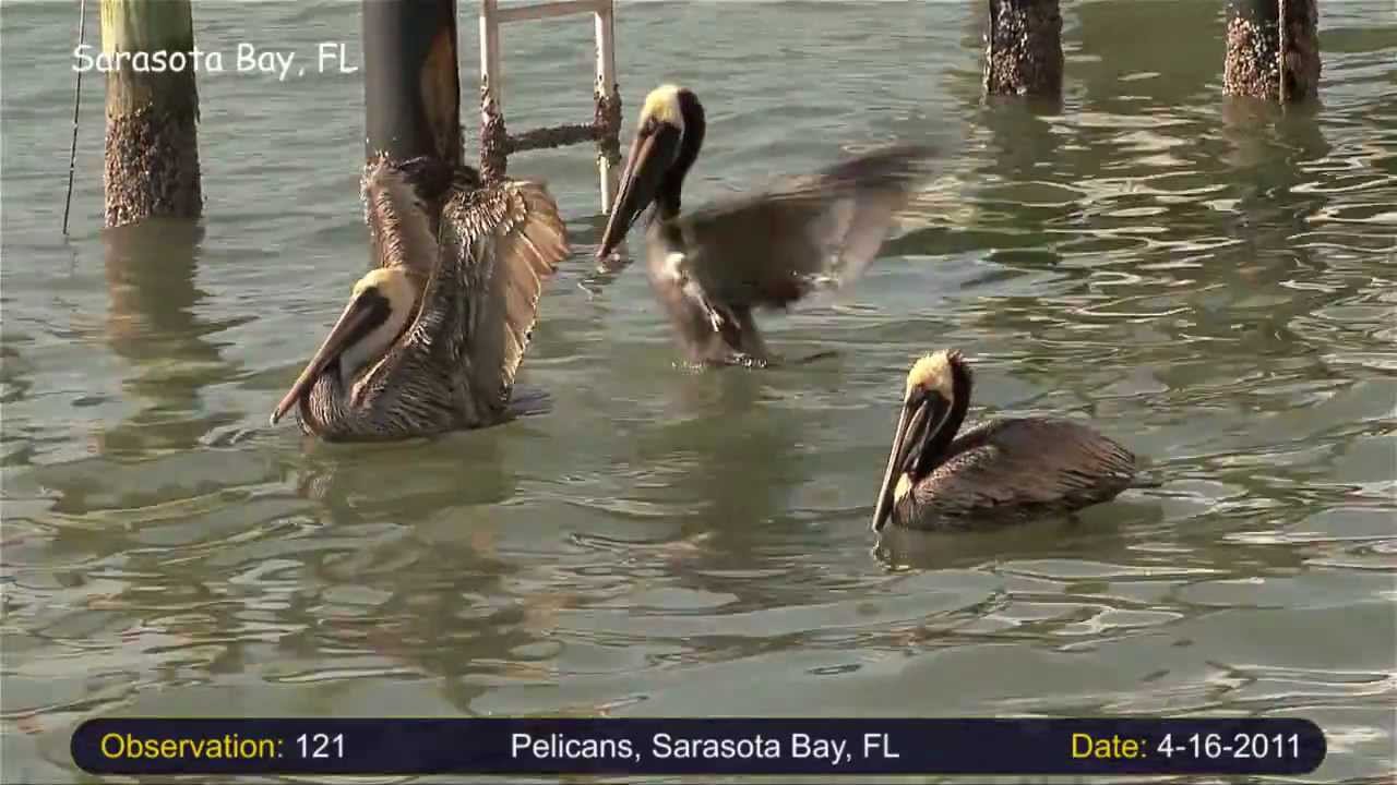 Plungediving (part 1, Brown Pelicans) YouTube