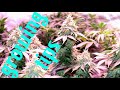 How to grow cannabis like a pro tips and tricks for best results