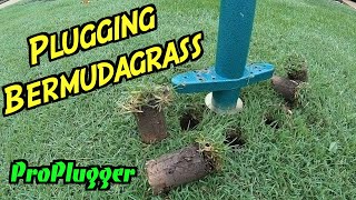 How to Plug Bermudagrass | Bermuda Grass Plugs | Plugging Grass