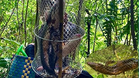 Đặt L Trong Rừng Tràm Còn Rất Nhiều Cá Lóc Bự Và Trê Vàng / pair of fish in the swamp