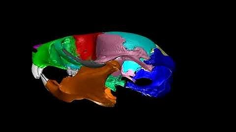 A “fly-through” of a 3D-animated mouse skull