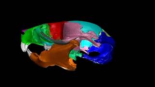 A “flythrough” of a 3Danimated mouse skull
