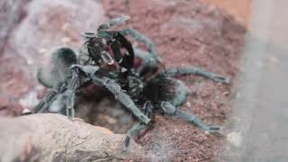 Спаривание Grammostola pulchra