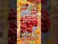 31 окт: День красной рябины и прилетевших синиц #вамоткрытка #осень