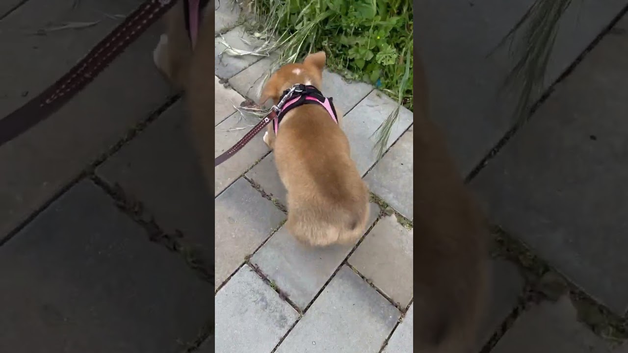 Baby corgi walking 