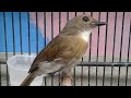 Download Lagu Kicau Burung Sikatan Rimba Dada Coklat Bali Jantan... MP3 Gratis