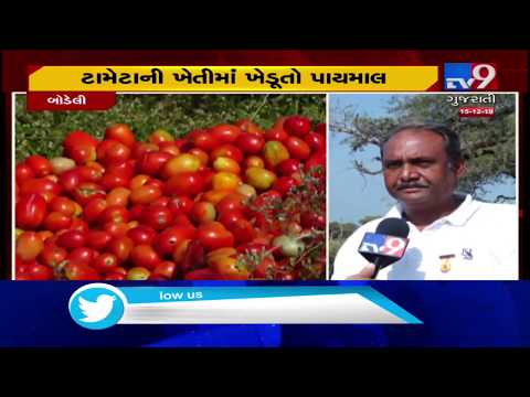 Chhota Udaipur: Unseasonal rain left tomato farmers helpless |TV9News