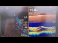 Raymarine axiom baitfish in realvision 3d downvision and fishfinder mode