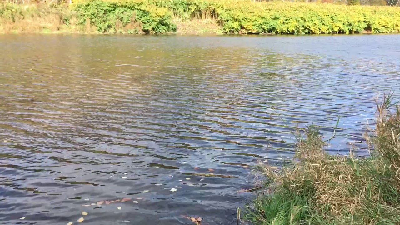 East Branch Delaware River at Hancock YouTube