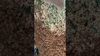 Clean Barnacles