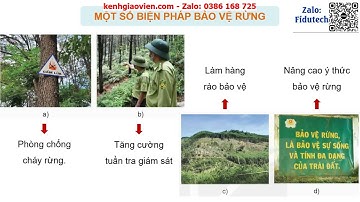 Giáo án PowerPoint Bài 7: Biện pháp bảo vệ... | GA điện tử Công nghệ 12 Lâm nghiệp - Thuỷ sản KNTT