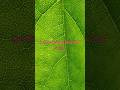 Intricacies of a Maple Leaf