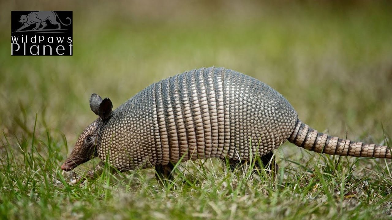 The Fascinating World of the Nine-Banded Armadillo 