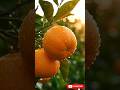 🍊 Orange Growing Timelapse #shorts #satisfying #nature #fruit #asmr