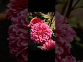 Creative photography | tips and tricks Using pro mode😉| Mobile photography #capcut #flowers #nature