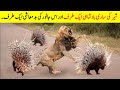 یہ چھوٹا سا جانور اتنا ظالم بھی ہوسکتا ہے۔ | What Happen When Porcupine And Hedge hawk Attack