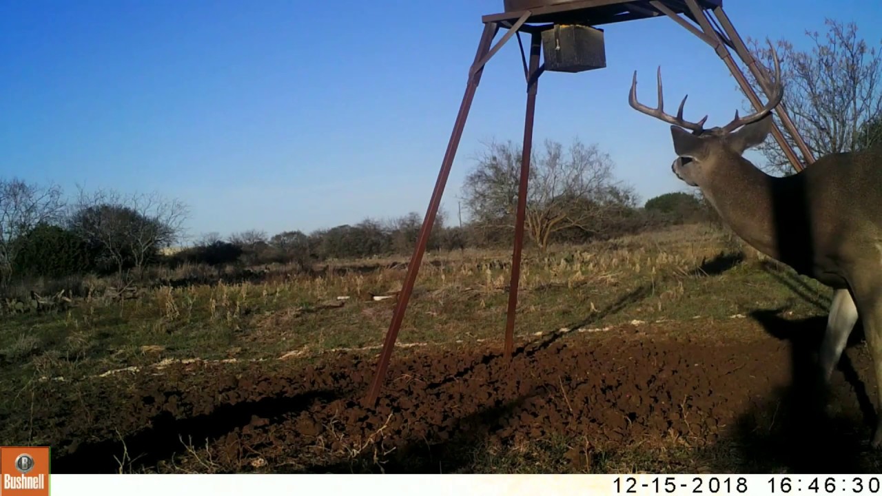 hermit thrush song Texas Trail Cams Compilation December 22, 2018