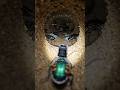 Tiny creatures, amazing underground tunnels 🐞