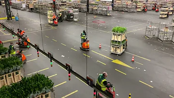 Dutch Flower Auction in Aalsmeer