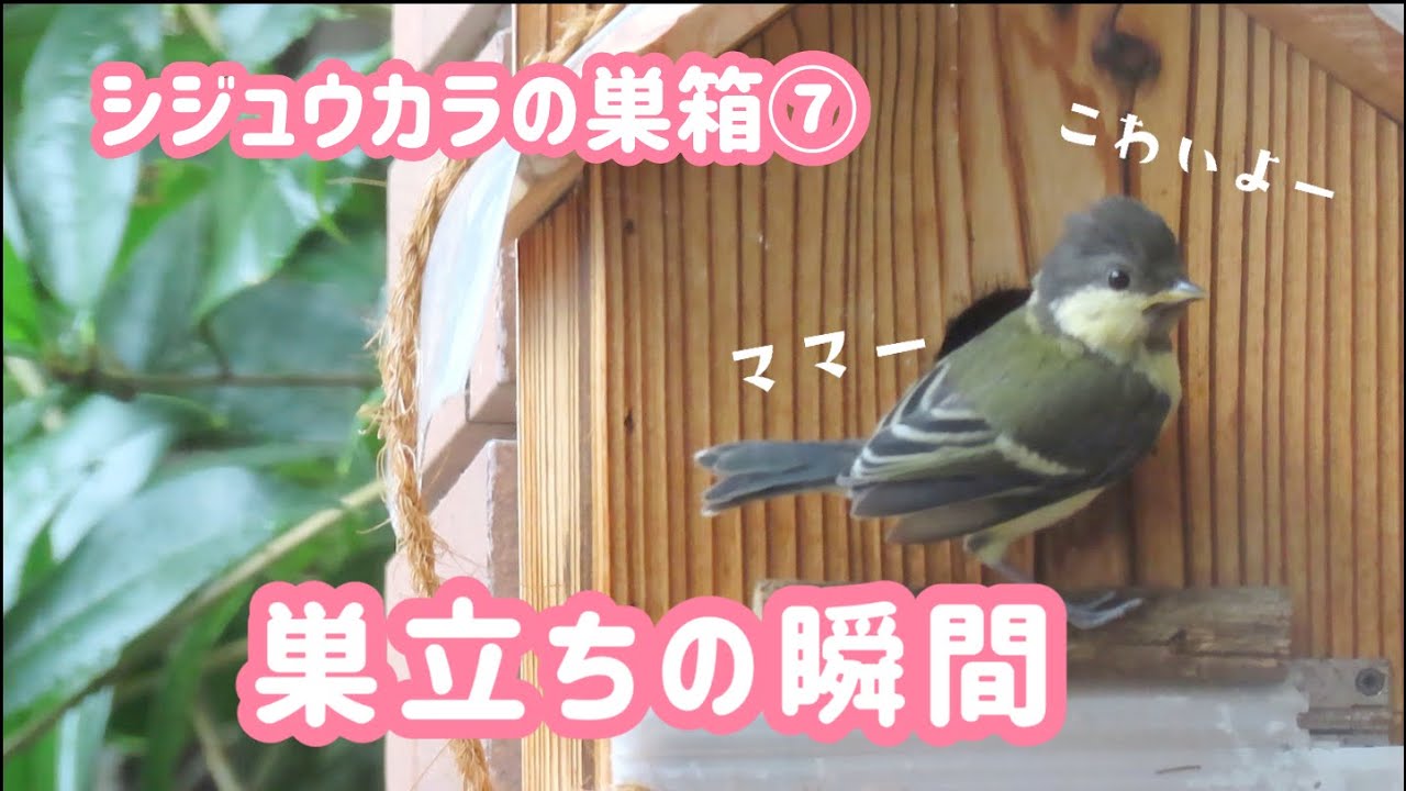 国産の完成品巣箱をネットで買った シジュウカラ好きにおすすめ 野鳥好き女子のお散歩ブログ 国産の完成品巣箱をネットで買った シジュウカラ好きにおすすめ 野鳥好き女子のお散歩ブログ