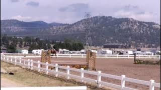 Genevieve a 2011 Thoroughbred Holsteiner cross mare. First show at 3' pregreens.  FOR SALE