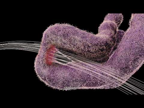 Chromosome and Kinetochore (2014) Drew Berry wehi.tv